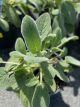 Lamb's Ear Helen Von Stein