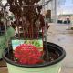 Peony Lady in Red 3 Gallon