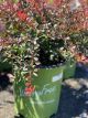 Barberry Worry Free Crimson Cutie 2 Gallon