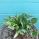 Pothos Marble Queen 6