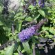 Butterfly Bush Pugster Blue