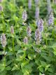 Agastache Blue Fortune