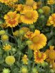 Blanket Flower Arizona Apricot