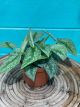 Pothos Silver Satin 6