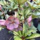 Lenten Rose Frostkiss Dana's Dulcet