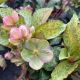 Lenten Rose Frostkiss Glenda's Gloss