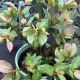 Lenten Rose Frostkiss Molly's White