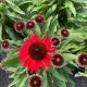 Coneflower Prima Ruby