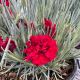 Dianthus Fruit Punch Maraschino