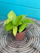 Pothos Neon 4