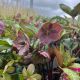 Lenten Rose Frostkiss Penny's Pink