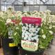 Candytuft Snowflake 1 Gallon