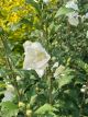 Rose of Sharon White Pillar