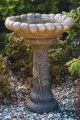 Bird Bath Dahlia 2PC