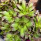 Hens and Chicks Black