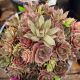 Hens and Chicks Silverine