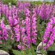 Salvia Color Spires Back to the Fuchsia