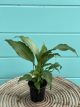 Spathiphyllum Platinum 4