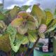 Lenten Rose Frostkiss Cheryl's Shine