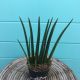 Sansevieria Cylindrica Fingers 6