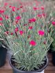 Dianthus Frosty Fire