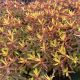 Cushion Spurge Bonfire