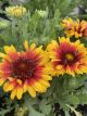 Blanket Flower Spintop Red Starburst