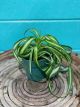 Spider Plant Bonnie 4