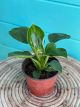 Philodendron Birken 6