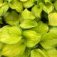 Hosta Stained Glass