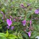 Phlox Cloudburst