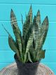 Sanseveria Robusta 10