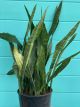 Sansevieria Jaboa 10