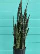 Sansevieria Wintergreen 10