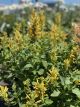 Agastache Poquito Butter Yellow