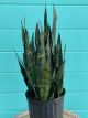 Sansevieria Black Coral 10