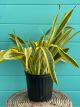 Sansevieria Yellowstone 10