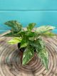 Pothos Marble Queen 4