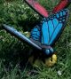 Large Blue Butterfly