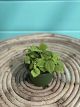 Pilea Moon Valley 4