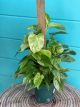 Pothos Marble Queen Totem 6