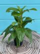 Philodendron Eva 4