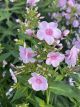 Phlox Luminary Opalescence