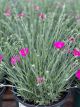 Dianthus Neon Star