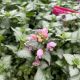 Dead Nettle Spotted Pink Pewter