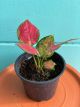 Aglaonema Cherry 4