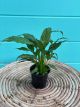 Spathiphyllum Domino 4