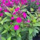 Phlox Super Ka-Pow Fuchsia