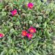 Ice plant Jewel Desert Amethyst