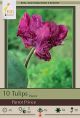 Tulip Parrot Prince 10PK